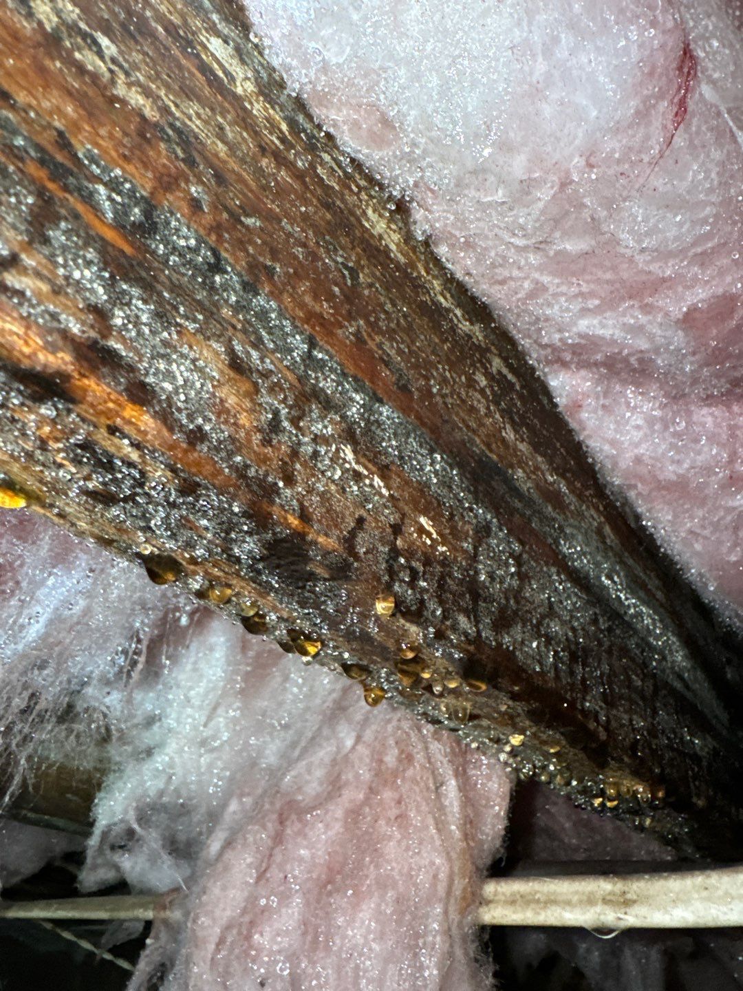 Crawlspace with visible moisture buildup, wood rot, and damaged insulation.